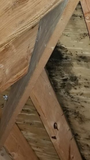 Black mold in attic sheathing and rafters before mold remediation services in Village of Lakewood, IL