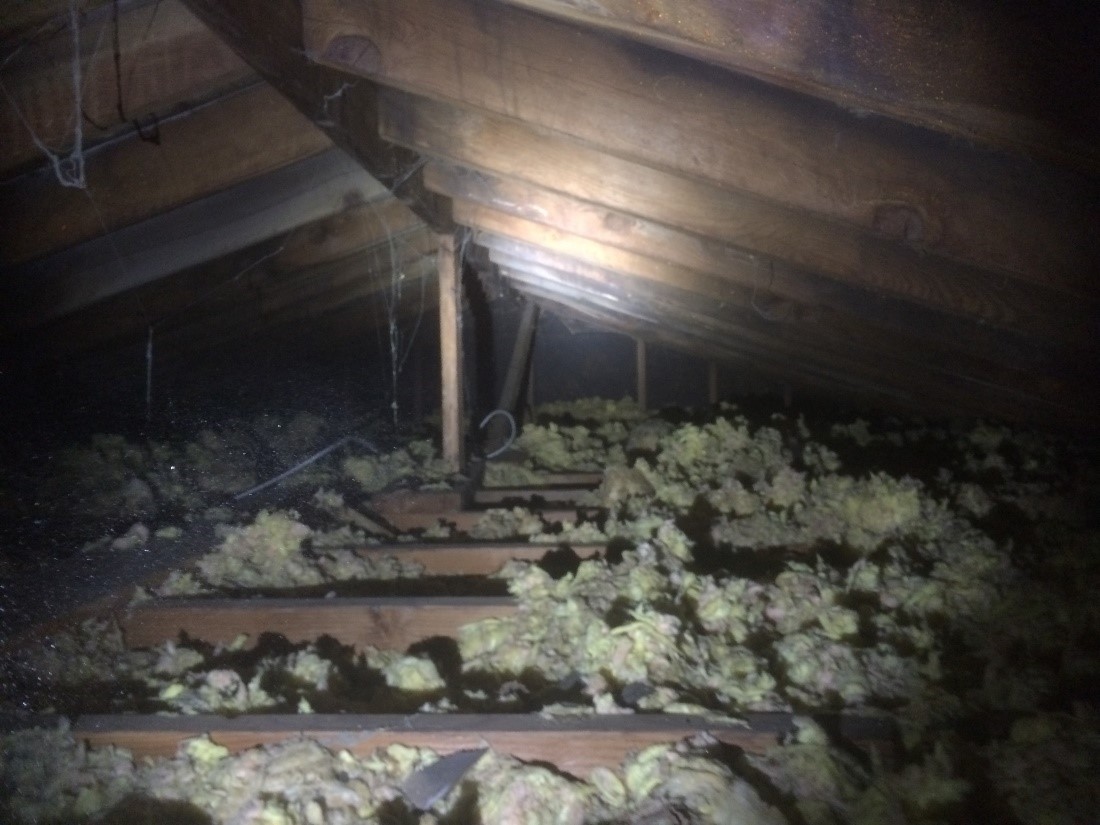 Mold spores growing on the attic rafters and plywood sheeting in a Glenview, IL home.