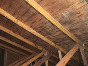 An attic with untreated mold 