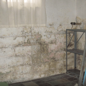 A concrete basemen wall covered in mold.