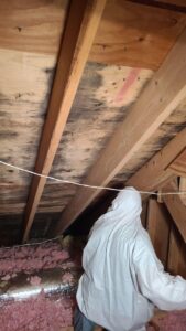 A mold remediation expert in a body suit examines mold on an attic ceiling.